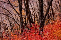 雞冠山新開發最美紅楓嶺