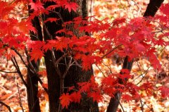 雞冠山新開發最美紅楓嶺