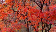 雞冠山新開發最美紅楓嶺