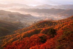 雞冠山新開發最美紅楓嶺