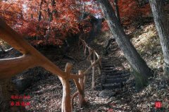 雞冠山新開發最美紅楓嶺