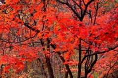 雞冠山新開發最美紅楓嶺