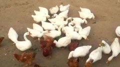 農家院純散養笨雞鴨鵝
