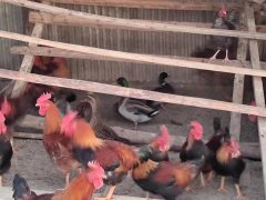 農家院純散養笨雞鴨鵝