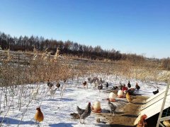 農家院純散養笨雞鴨鵝