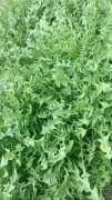 自家新鮮婆婆丁30/3斤。(時價隨著市場價格變化)下來的比較