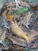 好消息！好消息！野豬河水庫野生魚冬捕