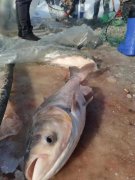 好消息！好消息！野豬河水庫野生魚冬捕