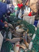 好消息！好消息！野豬河水庫野生魚冬捕