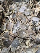 39元自助醬骨頭海鮮火鍋正式營業(yè)
