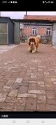 盛名犬業(yè)專業(yè)繁殖精品阿拉斯加犬