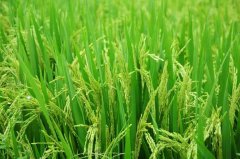 自家產的大米現碾現磨