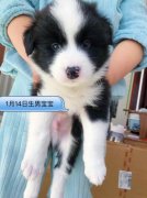 純種邊牧出售