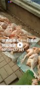 雞舍低價出售大公雞50一只