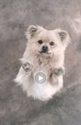 自家狗狗，老人年紀大了養不了