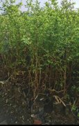 出售各種果樹苗戰(zhàn)地苗