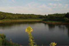 牛心頂鎮(zhèn) 430畝山林水庫出售