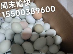 農家散養笨雞蛋老少皆宜坐月子佳品