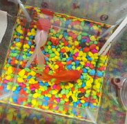 寵物魚2條