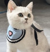 三個月銀漸層小貓